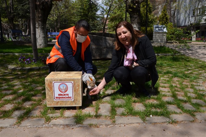 Gümüşhacıköy Belediyesi Sokak Hayvanlarını Unutmuyor