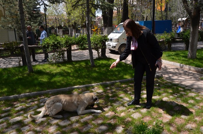 Gümüşhacıköy Belediyesi Sokak Hayvanlarını Unutmuyor