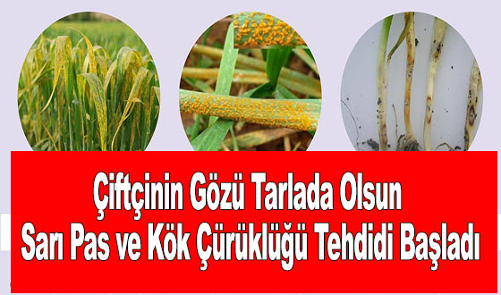 Çiftçinin Gözü Tarlada Olsun: Sarı Pas ve Kök Çürüklüğü Tehdidi Başladı