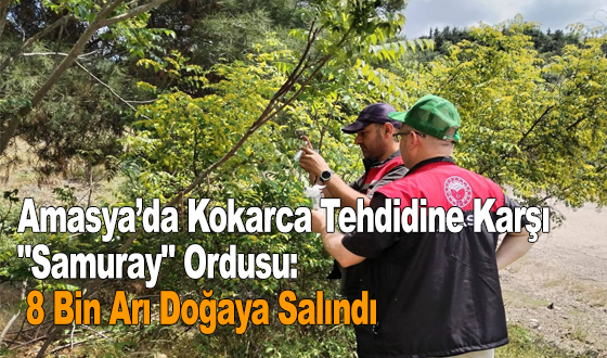 Amasya’da Kokarca Tehdidine Karşı 