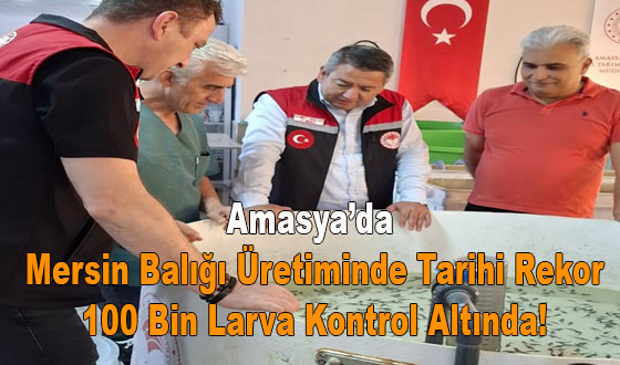 Amasya’da Mersin Balığı Üretiminde Tarihi Rekor: 100 Bin Larva Kontrol Altında!