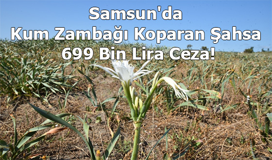 Samsun'da Kum Zambağı Koparan Şahsa 699 Bin Lira Ceza!