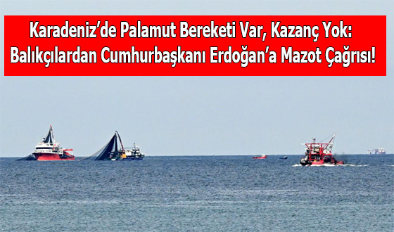 Karadeniz’de Palamut Bereketi Var, Kazanç Yok: Balıkçılardan Cumhurbaşkanı Erdoğan’a Mazot Çağrısı!