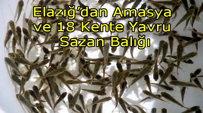 Elazığdan Amasya Dahil 18 Kente 12 milyon Yavru Sazan Balığı Gönderildi