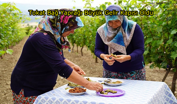 Tescilli Tokat Erbaa bağ yaprağı, 70 Milyon lira gelir sağladı