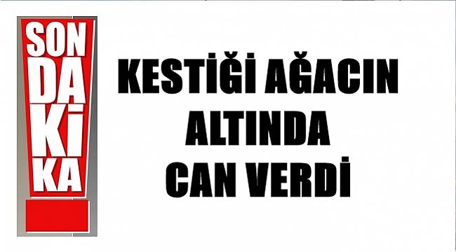 Kestiği ağacın altında kalan 'Güler' kurtarılamadı!