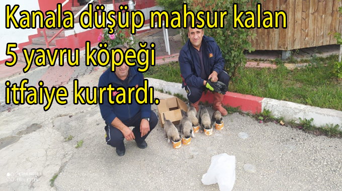 Kanala düşen ve mahsur kalan 5 yavru köpeği itfaiye kurtardı