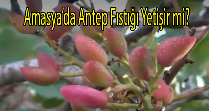 Amasya'da Antep Fıstığı Üretilebilir mi?