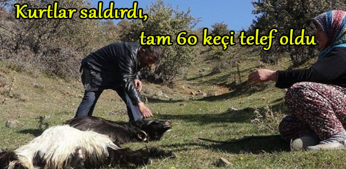 Kurtlar saldırdı, tam 60 keçi telef oldu