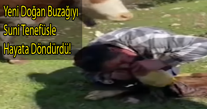 Yeni Doğan Buzağıyı Suni Tenefüs ile Hayata Döndürdü!