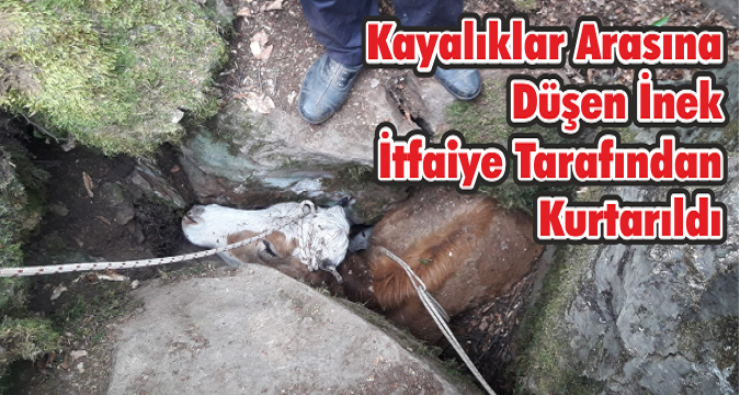 Kayalıklar Arasına Düşen İnek İtfaiye Tarafından Kurtarıldı