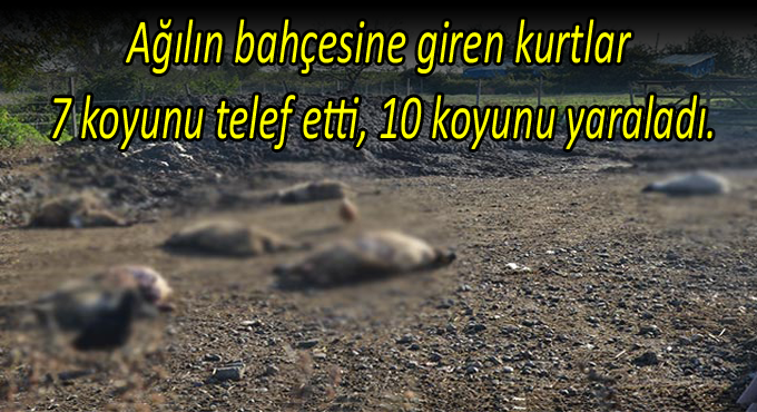 Aç kalan kurtlar ağılın bahçesine girip koyunlara saldırdı.