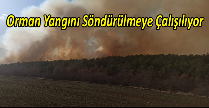 NİKSAR’DA ORMAN YANGINI BAŞLADI