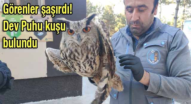 Görenler şaşırdı! Dev Puhu kuşu bulundu