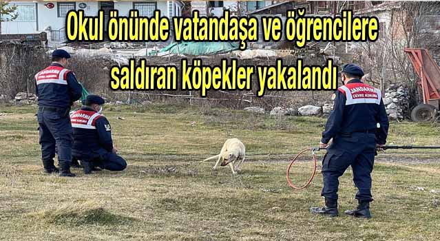 Öğrencilere saldıran köpekler yakalandı
