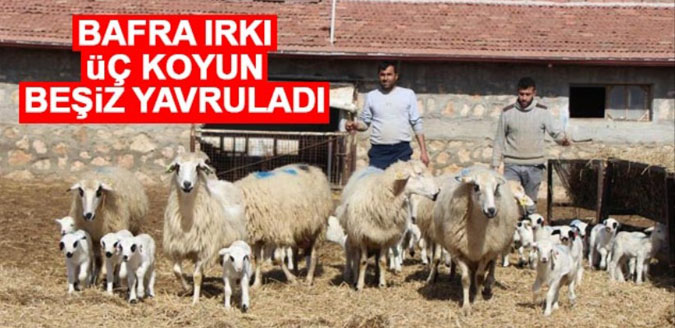 Amasya da Bafra ırkı üç koyun beşiz yavruladı