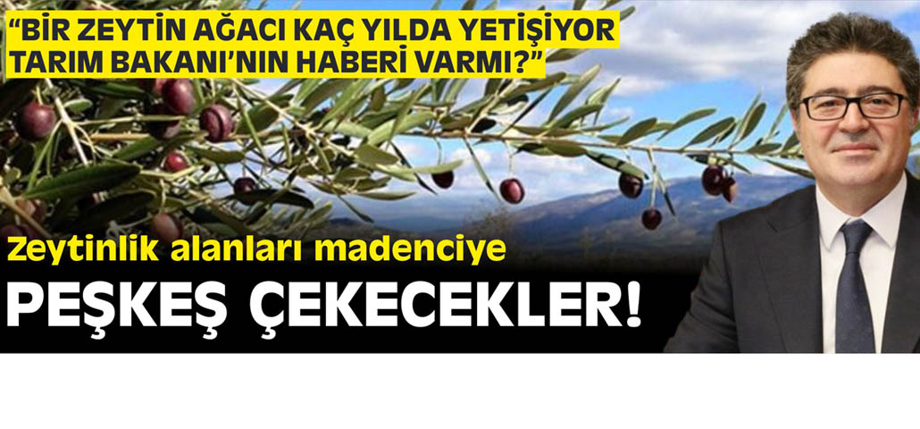 “BİR ZEYTİN AĞACI KAÇ YILDA YETİŞİYOR TARIM BAKANI’NIN HABERİ VAR MI?”
