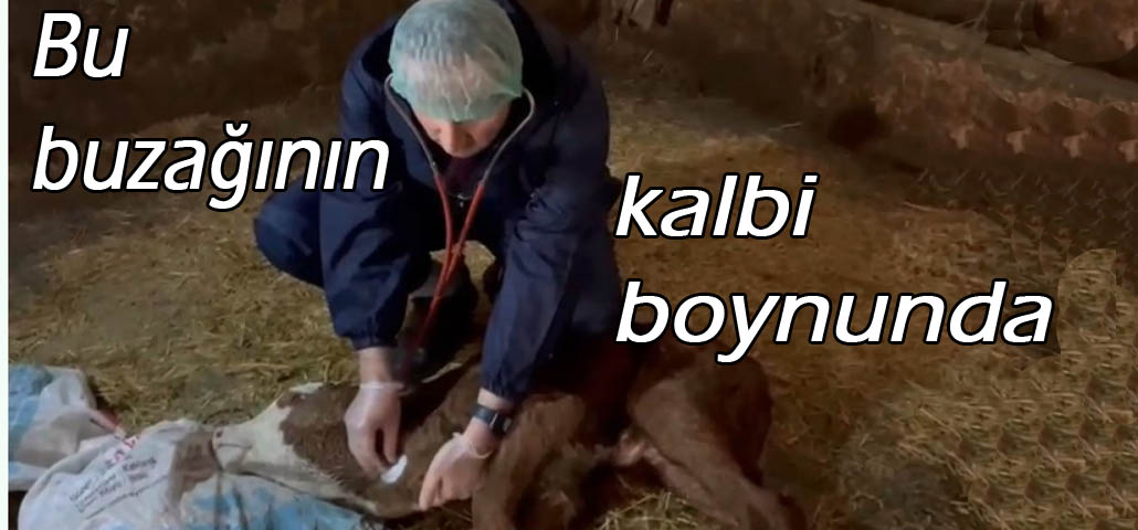 Bu buzağının kalbi boynunda