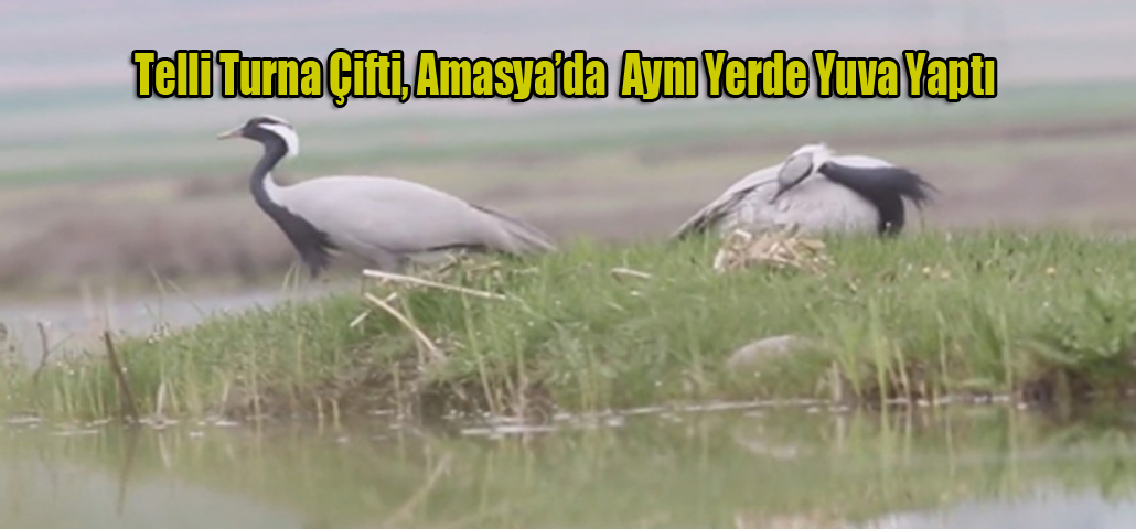 Telli Turna Çifti, Amasya’da  Aynı Yerde Yuva Yaptı
