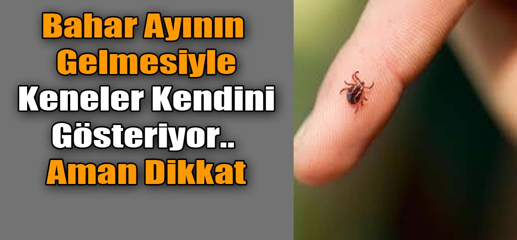 Bahar Ayının Gelmesiyle Keneler Kendini Gösteriyor.. Aman Dikkat