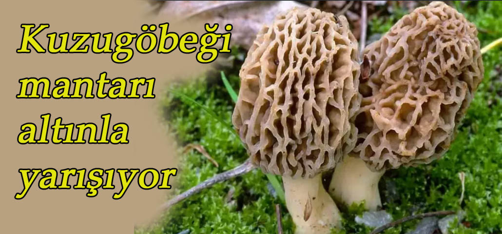 Kuzugöbeği mantarı altınla yarışıyor