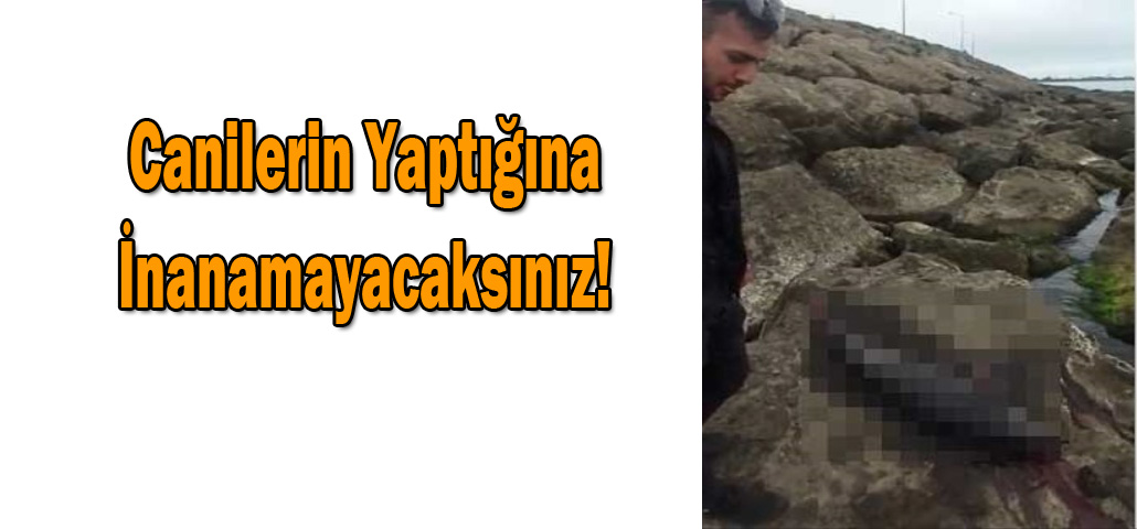  Canilerin Yaptığına İnanamayacaksınız! (Özel Haber)