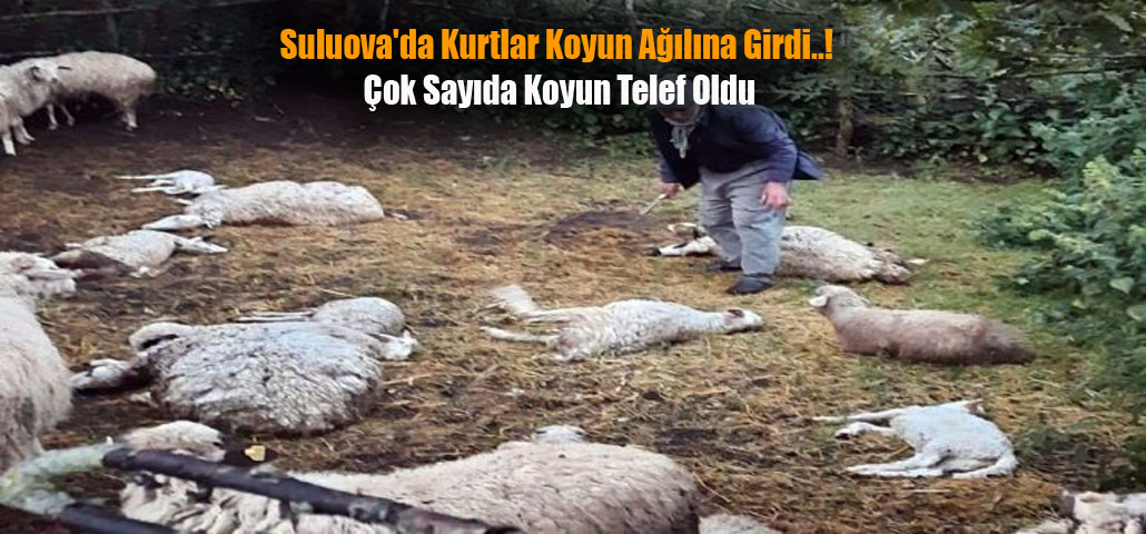 Suluova'da Kurtlar Koyun Ağılına Girdi..! Çok Sayıda Koyun Telef Oldu