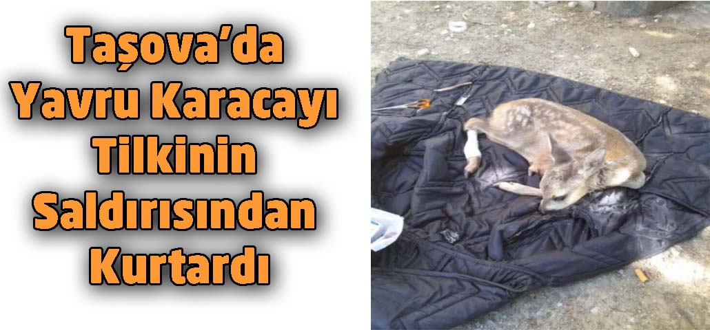 Taşova’da Yavru Karacayı Tilkinin Saldırısından Kurtardı