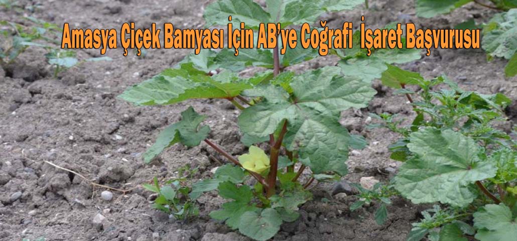 Amasya Çiçek Bamyası İçin AB’ye Coğrafi  İşaret Başvurusu