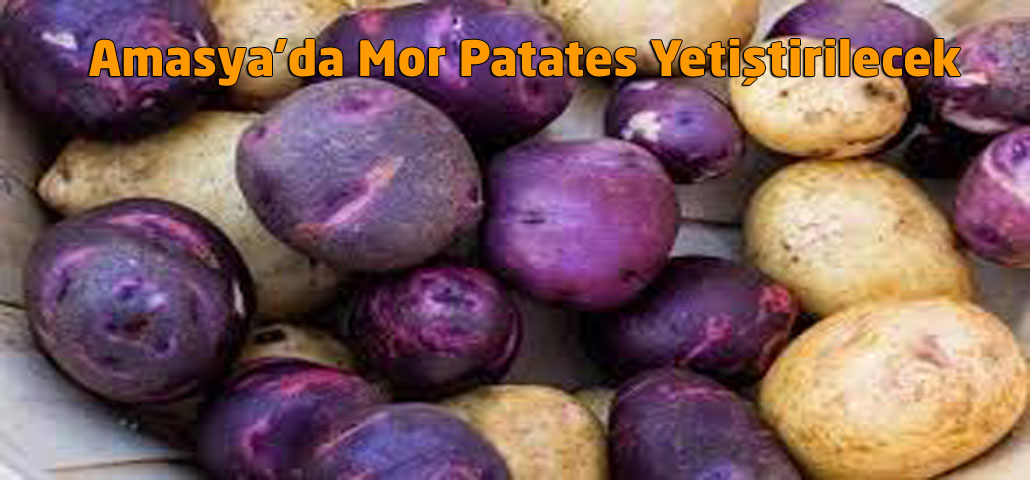 Amasya’da Mor Patates Yetiştirilecek