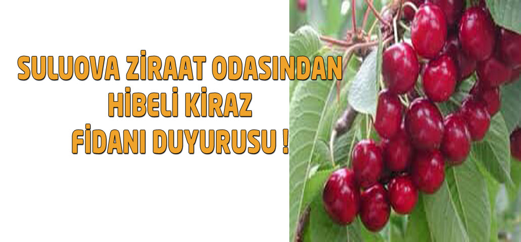 SULUOVA ZİRAAT ODASINDAN HİBELİ KİRAZ FİDANI DUYURUSU !