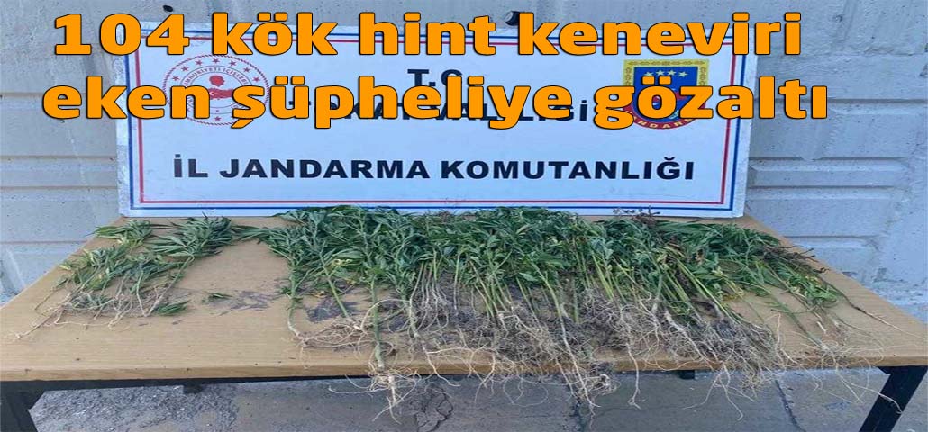 104 kök hint keneviri eken şüpheliye gözaltı