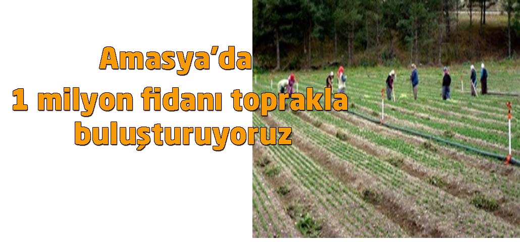 Amasya'da1 milyon fidanı toprakla buluşturuyoruz