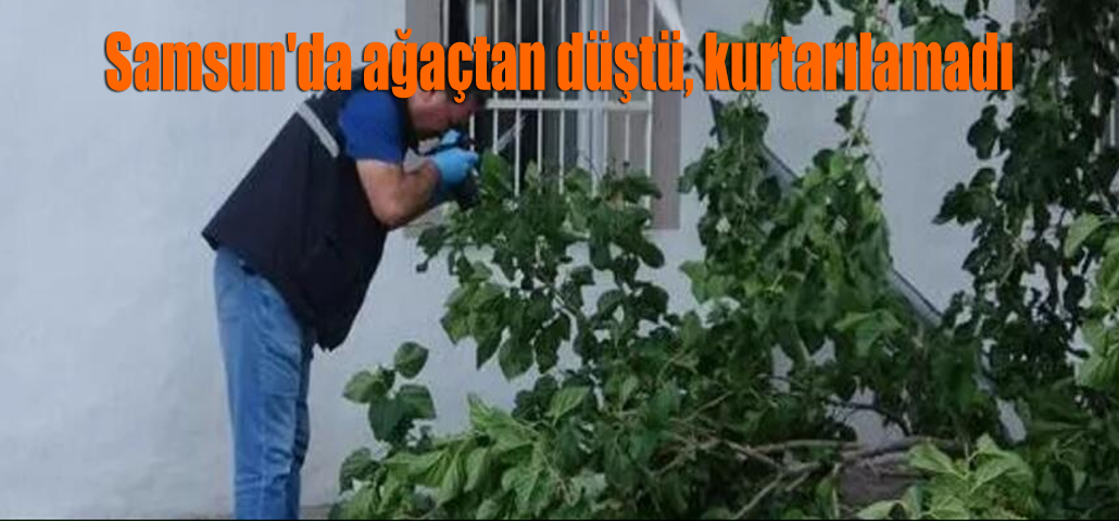 Samsun'da ağaçtan düştü, kurtarılamadı