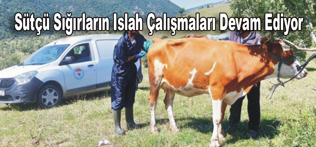Sütçü Sığırların Islah Çalışmaları Devam Ediyor