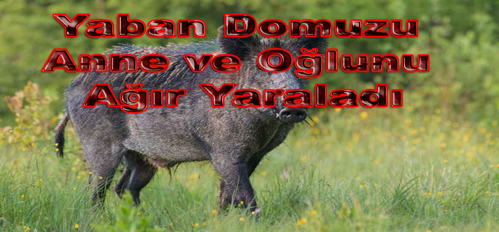 Yaban Domuzu Anne ve Oğlunu Ağır Yaraladı