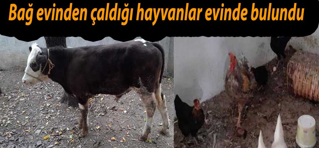 Bağ evinden çaldığı hayvanlar evinde bulundu