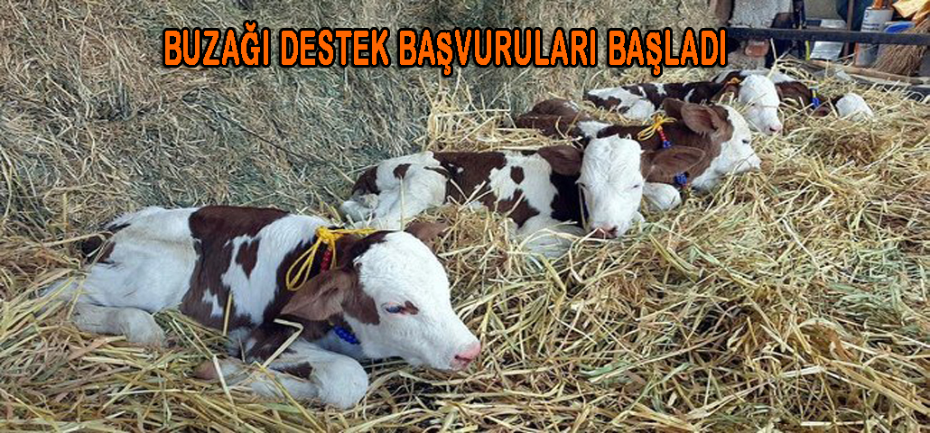 BUZAĞI DESTEK BAŞVURULARI BAŞLADI