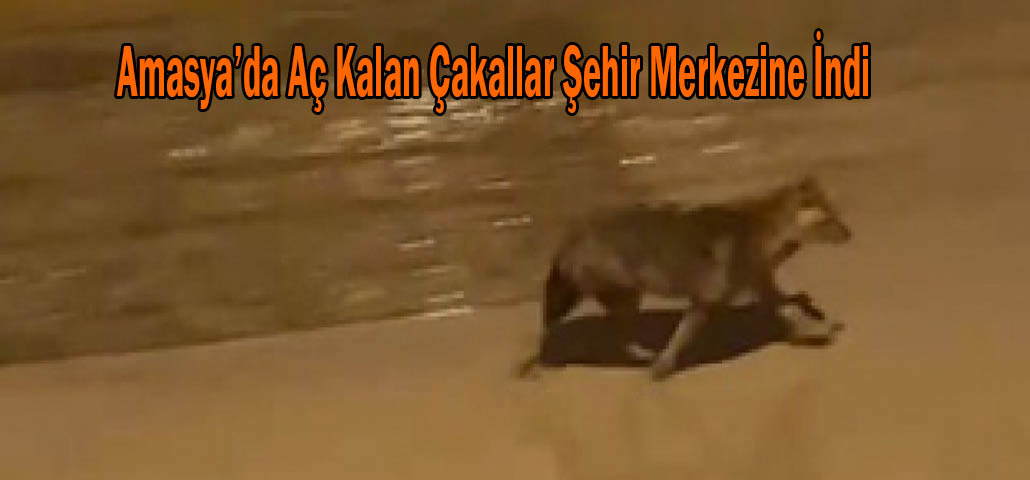 Amasya’da Aç Kalan Çakallar Şehir Merkezine İndi