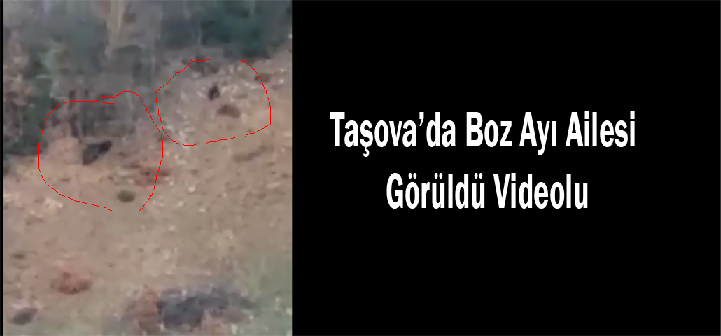 Taşova’da Boz Ayı Ailesi Görüldü Videolu