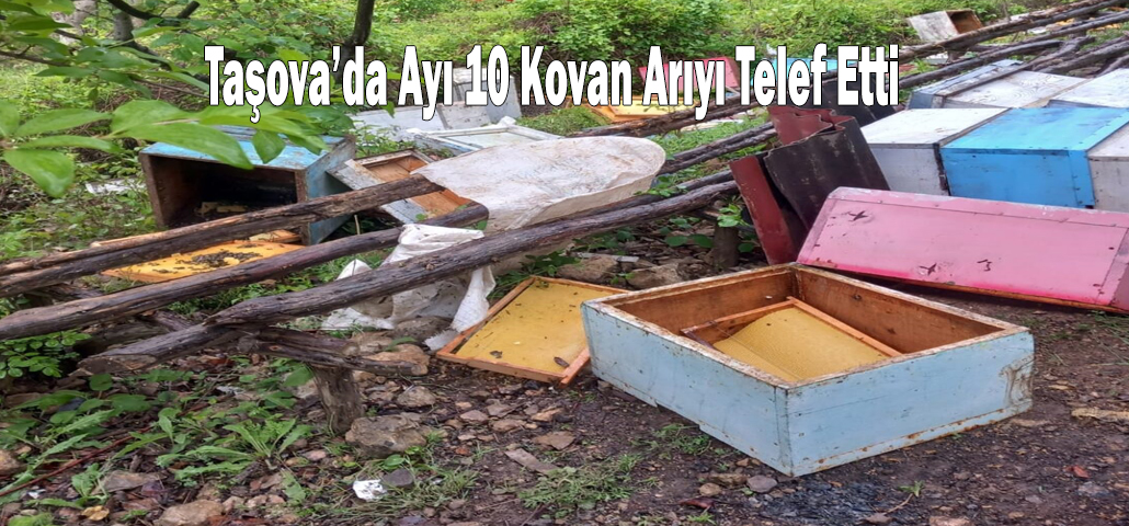 Taşova’da Ayı 10 Kovan Arıyı Telef Etti