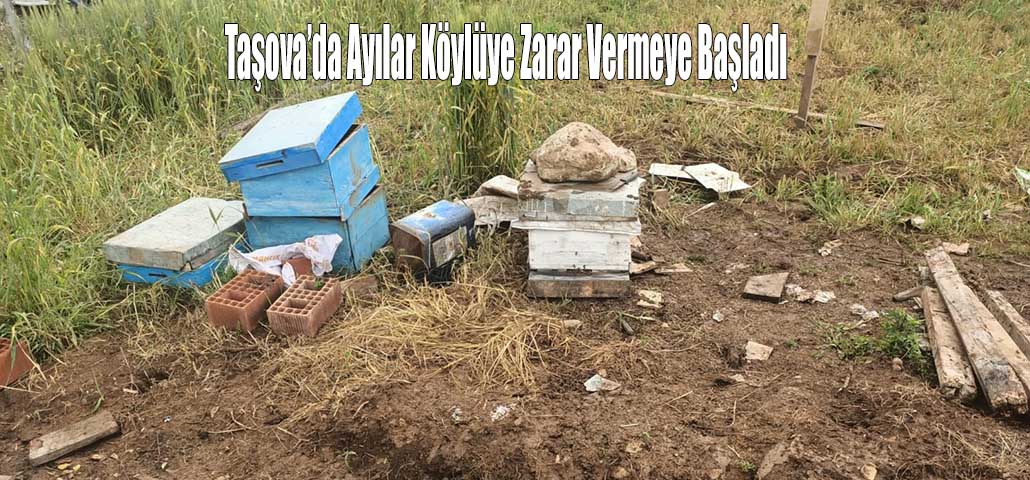 Taşova’da Ayılar Köylüye Zarar Vermeye Başladı