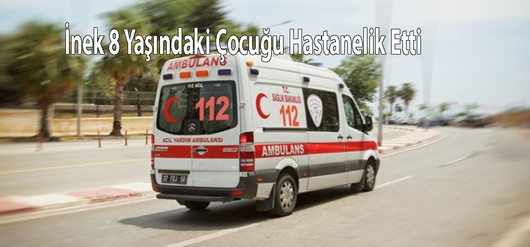 İnek 8 Yaşındaki Çocuğu Hastanelik Etti