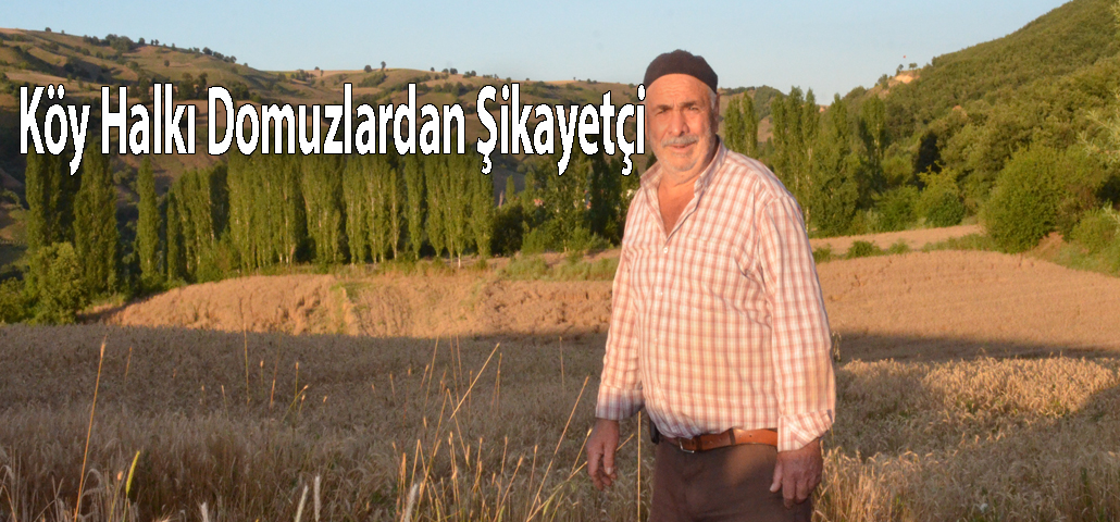 Köy Halkı Domuzlardan Şikayetçi