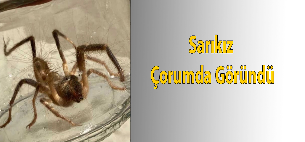 Sarıkız Çorumda Göründü