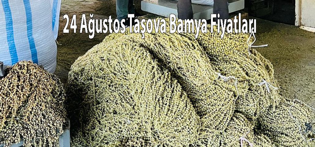  24 Ağustos Taşova Bamya Fiyatları