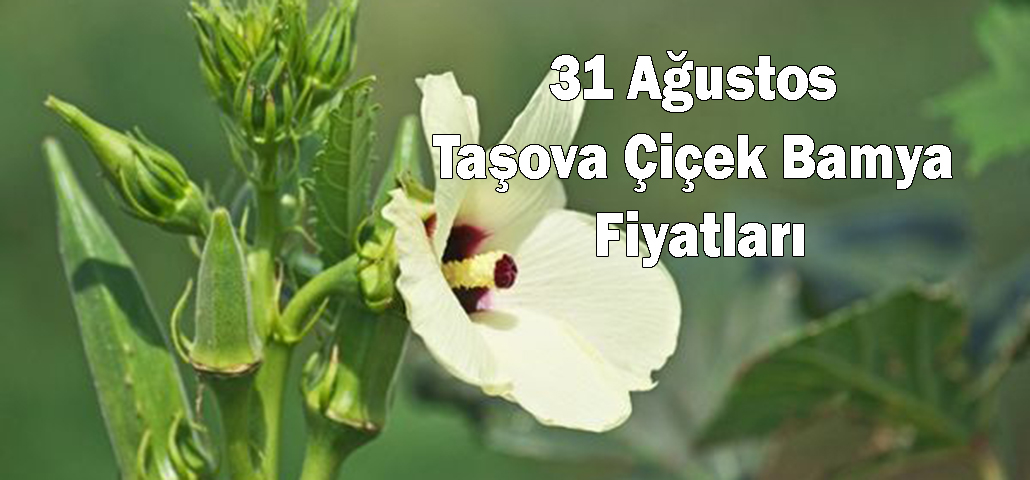 31 Ağustos Taşova Çiçek Bamya Fiyatları