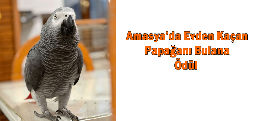 Amasya’da Evden Kaçan Papağanı Bulana Ödül 