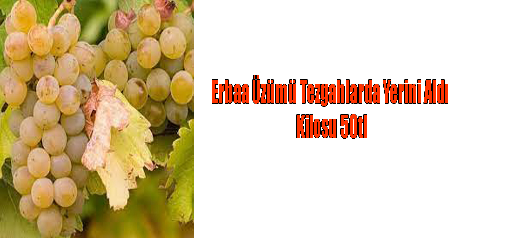 Erbaa Üzümü Tezgahlarda Yerini Aldı Kilosu 50tl