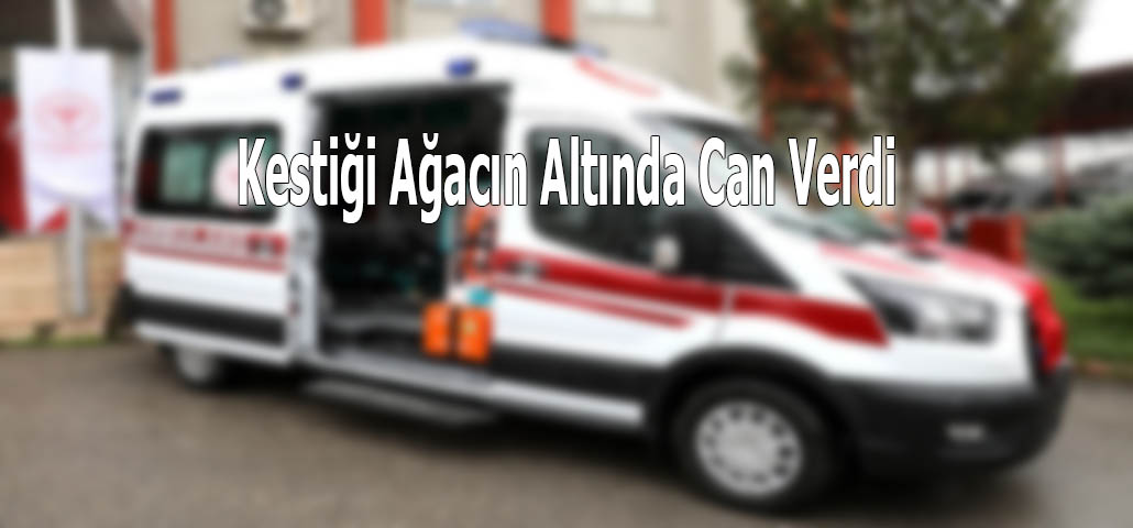 Kestiği Ağacın Altında Can Verdi